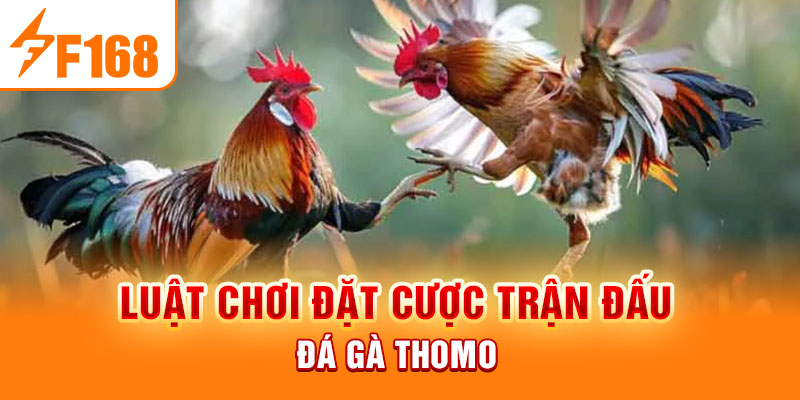 Đá Gà Thomo Là Gì? Ưu Điểm Và Luật Chơi Mới Nhất 2024 Luật chơi đặt cược trận đấu đá gà Thomo